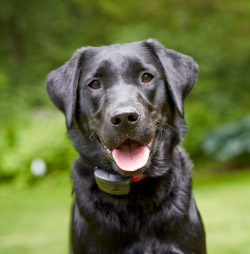 DogWatch of the Red River Valley, Hillsboro, North Dakota | ProFenceX Contact Us Image