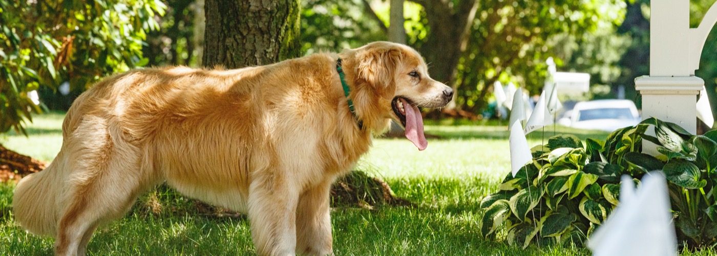 DogWatch of the Red River Valley, Hillsboro, North Dakota | Outdoor Hidden Dog Fences Slider Image