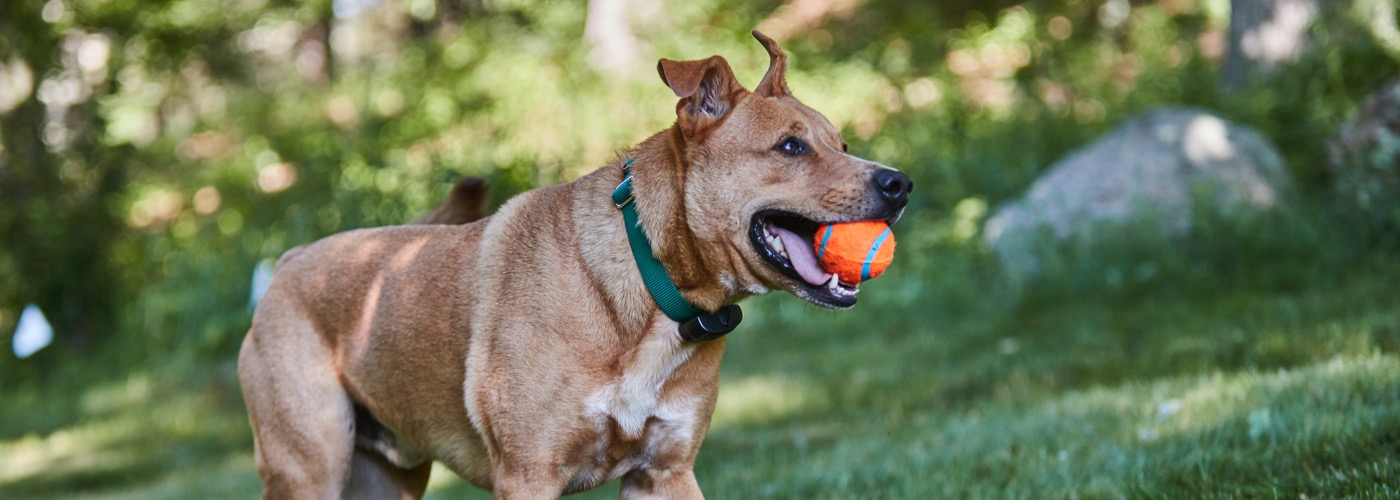 DogWatch of the Red River Valley, Hillsboro, North Dakota | ProFenceX Slider Image